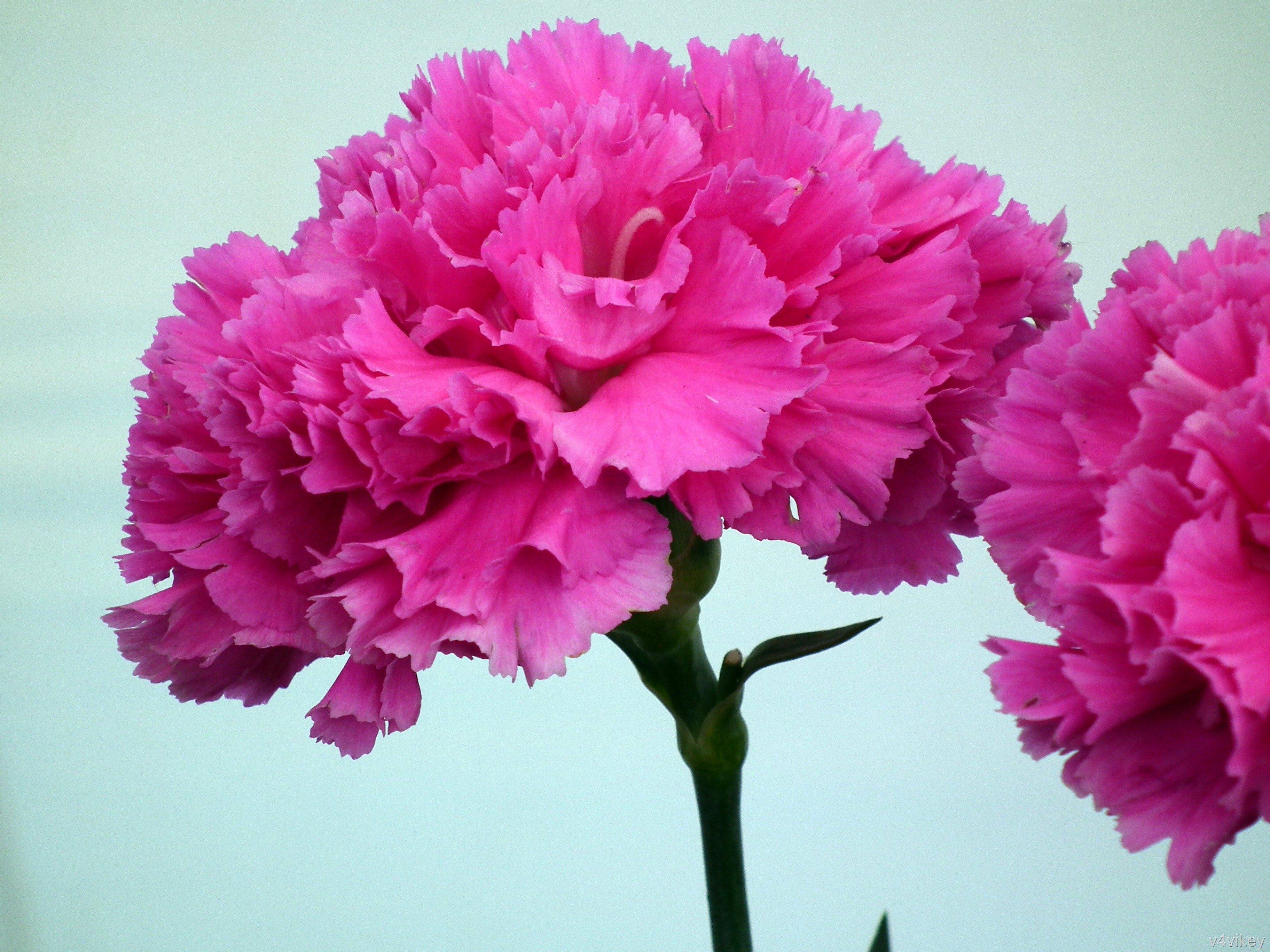 Pink Carnation Wallpapers Wallpaper Cave