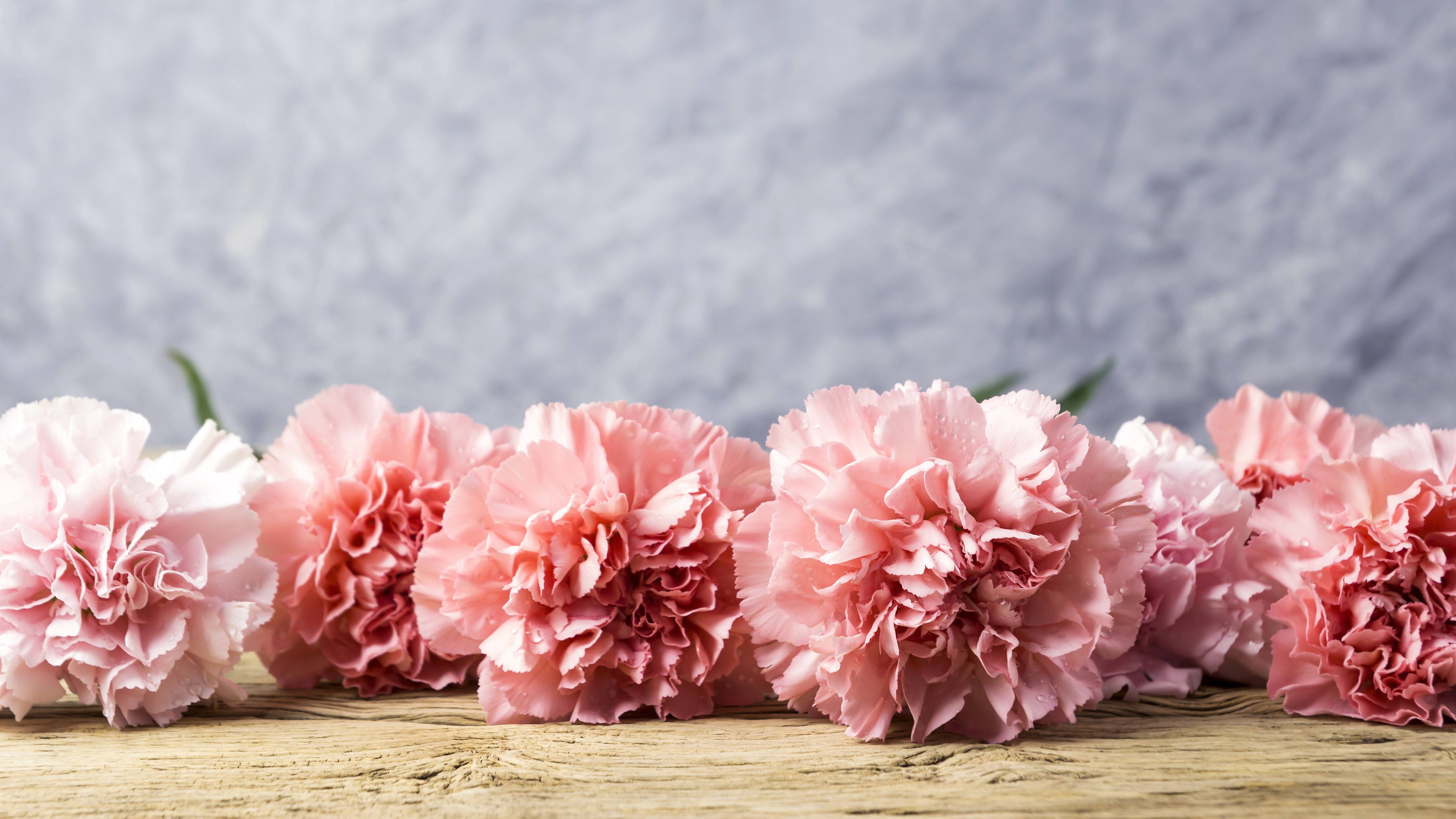 Pink Carnation Wallpapers Wallpaper Cave