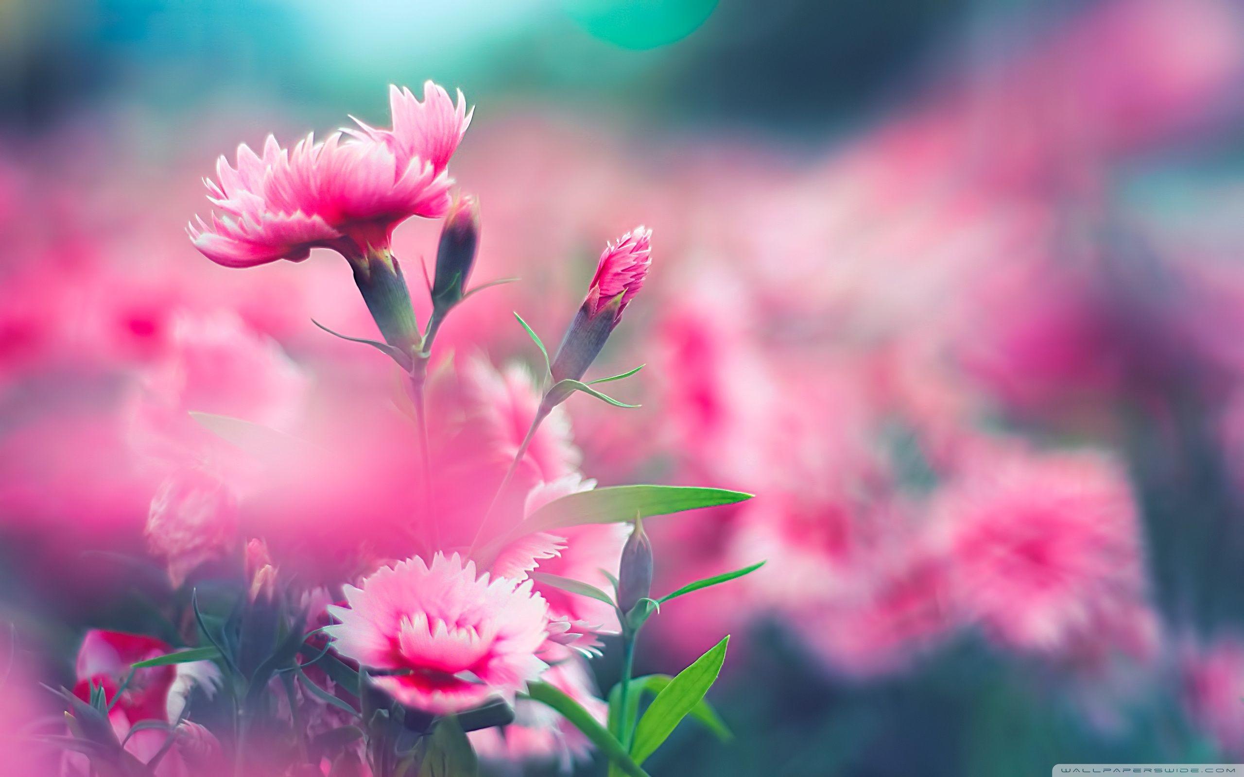 Pink Carnation Wallpapers Wallpaper Cave