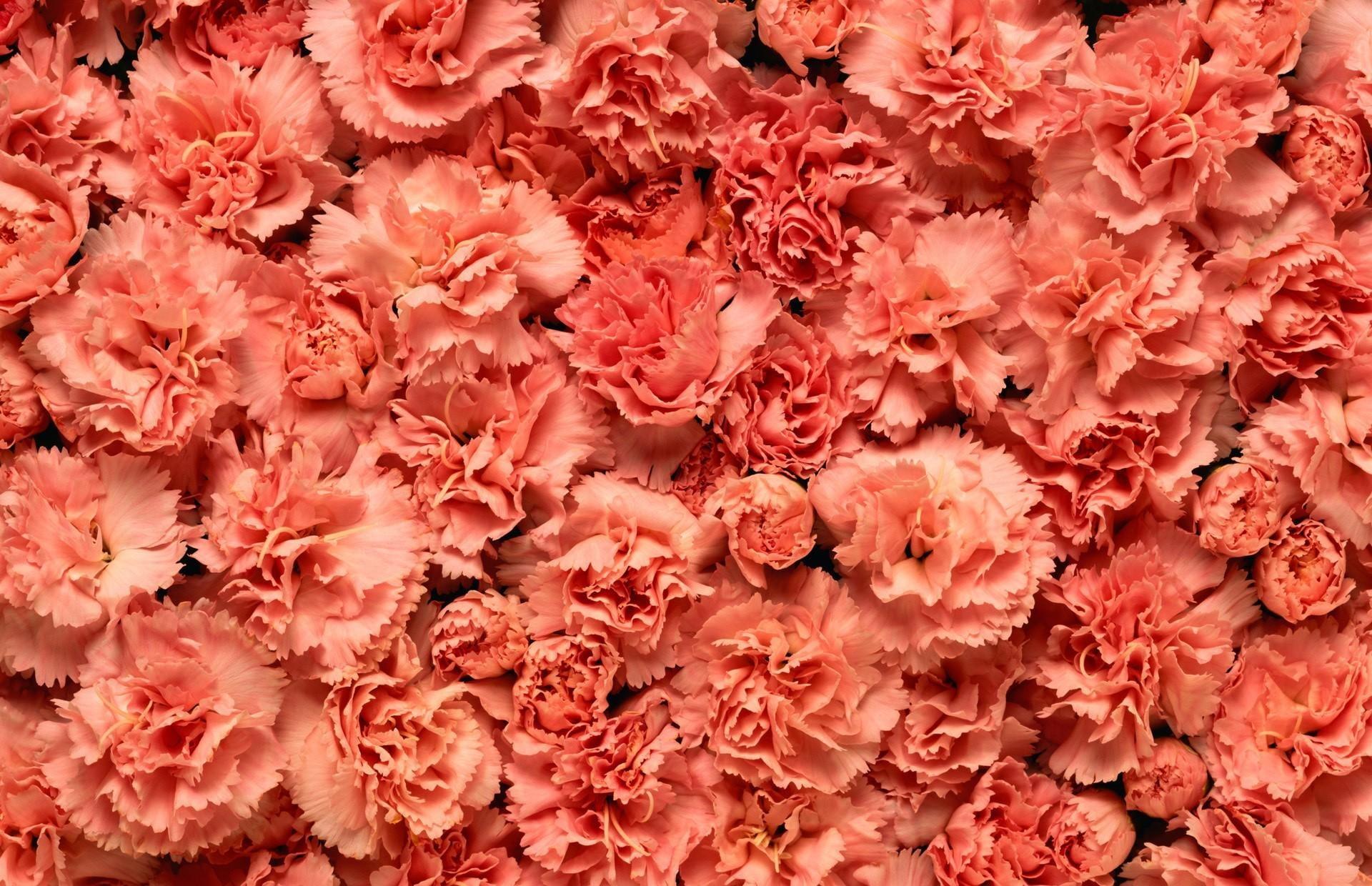 Pink Carnation Wallpapers Wallpaper Cave