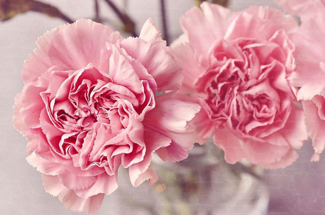 Pink Carnation Wallpapers Wallpaper Cave