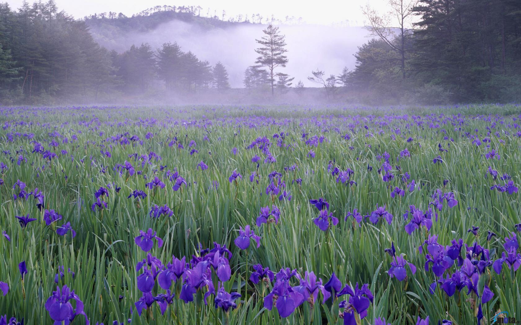 Purple Irises Wallpapers Wallpaper Cave