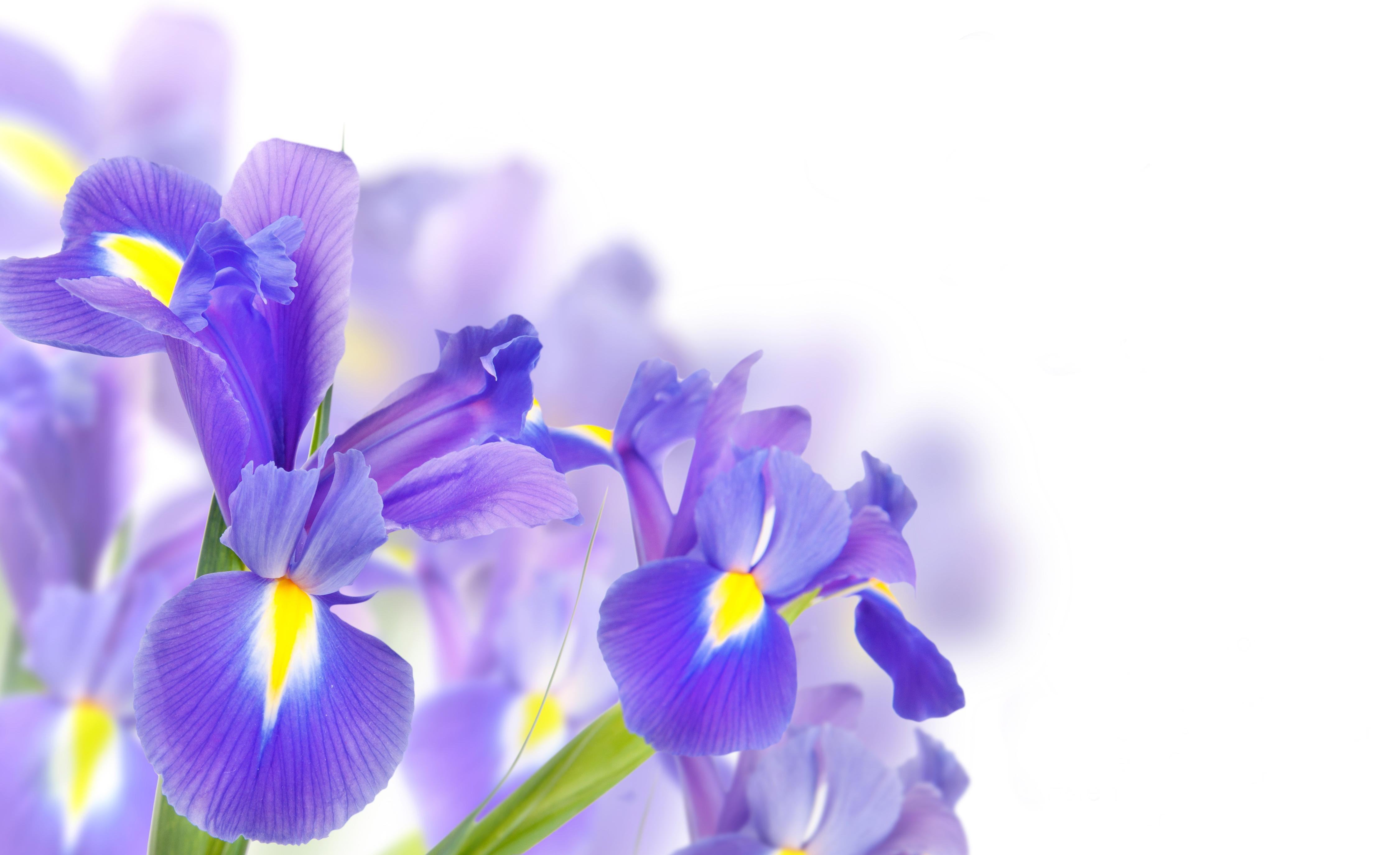 Purple Irises Wallpapers Wallpaper Cave