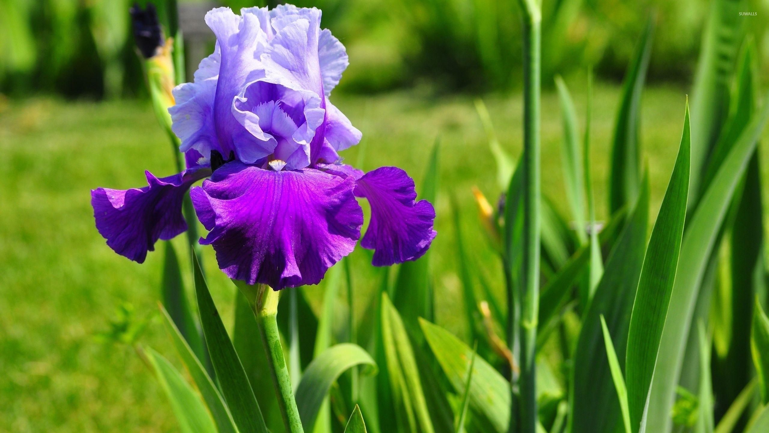 Purple Irises Wallpapers Wallpaper Cave
