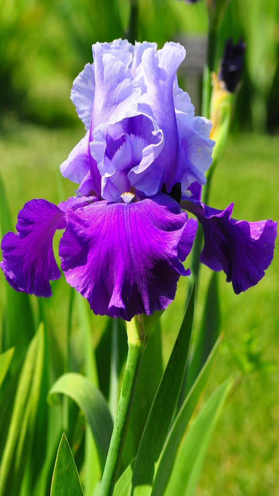 Purple Irises Wallpapers Wallpaper Cave