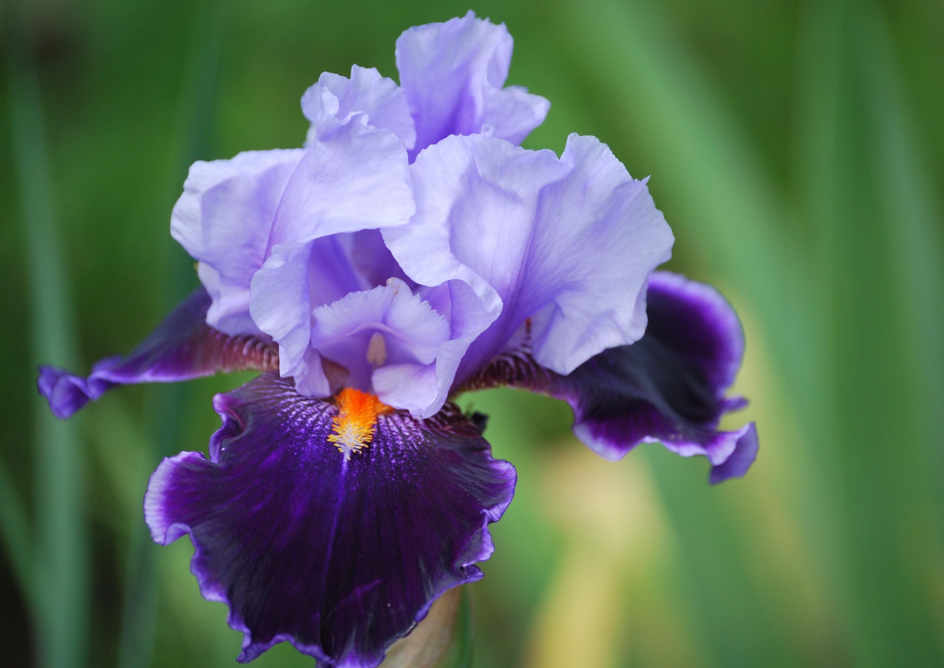 Purple Irises Wallpapers Wallpaper Cave