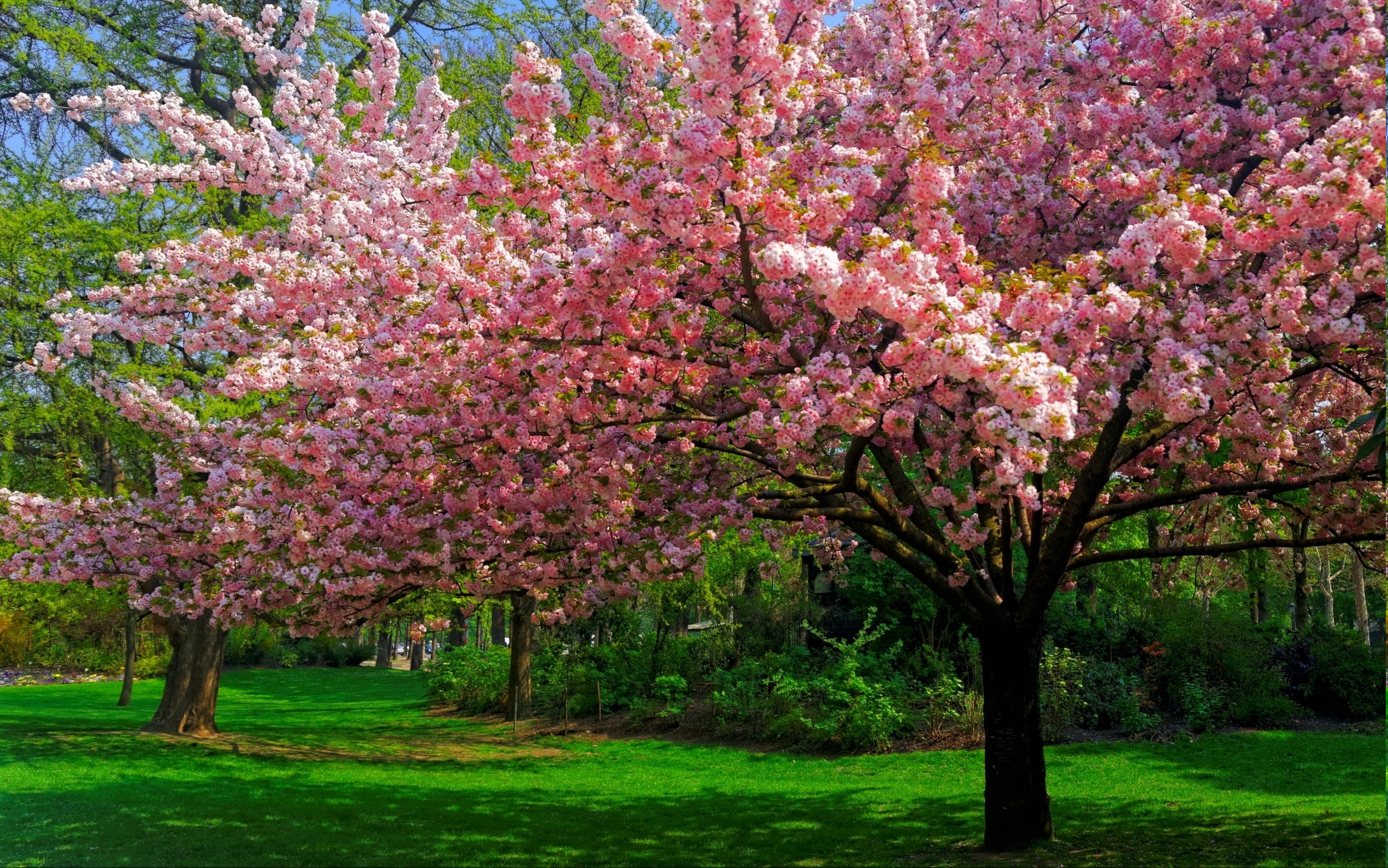 Flowering Trees Wallpapers Wallpaper Cave