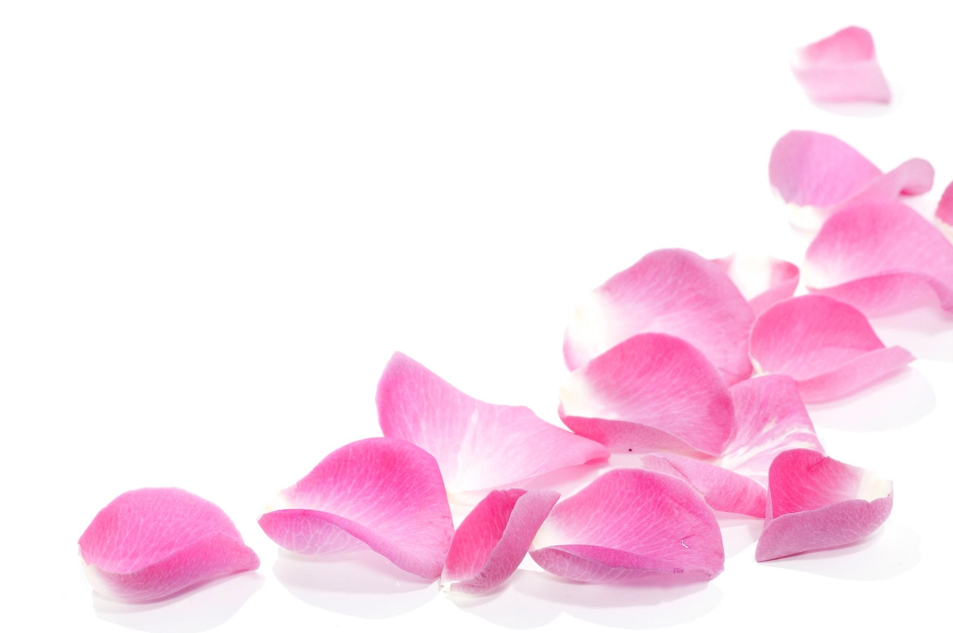 Pink Petals Wallpapers Wallpaper Cave