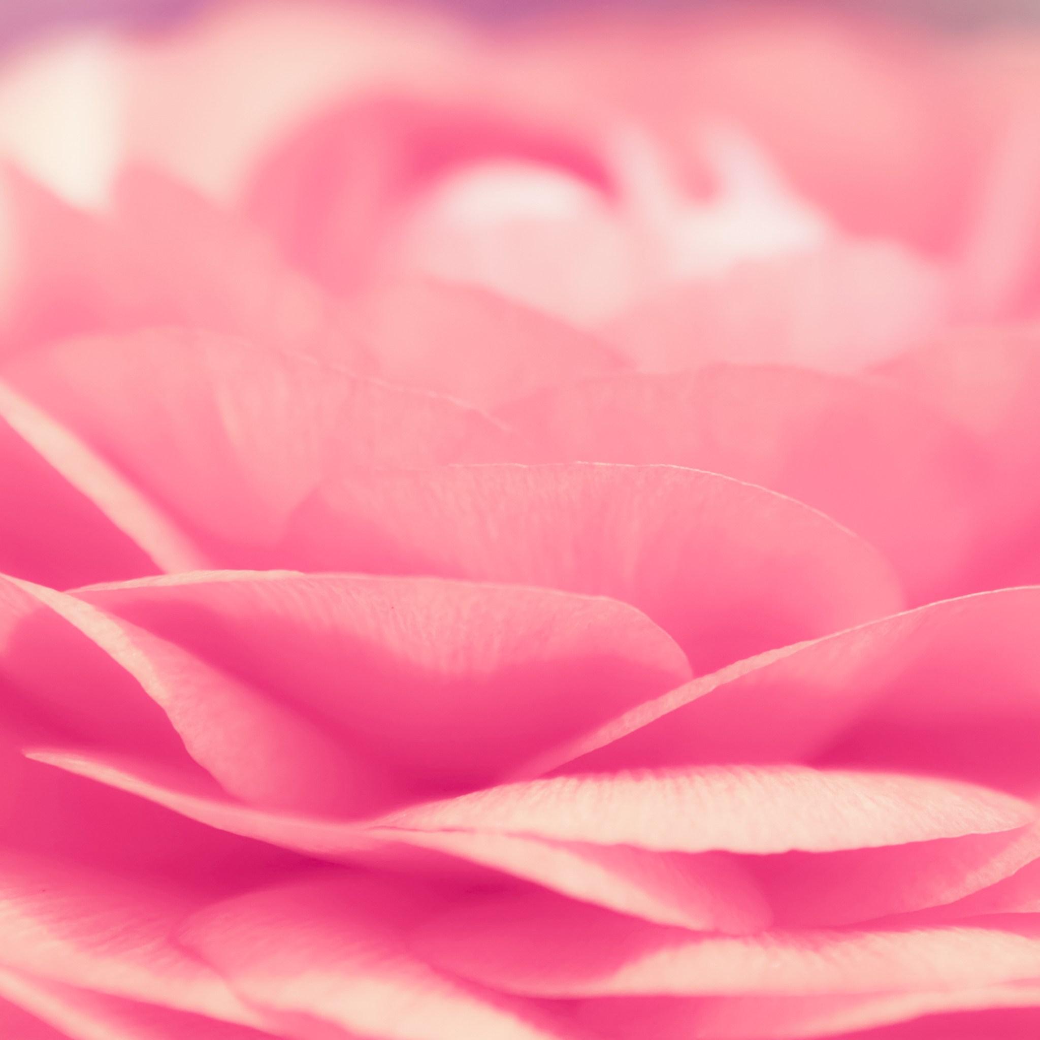 Pink Petals Wallpapers Wallpaper Cave