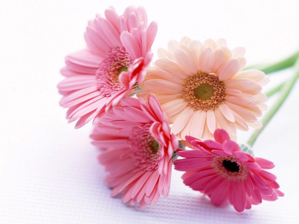 Gerbera Flowers Wallpapers Wallpaper Cave