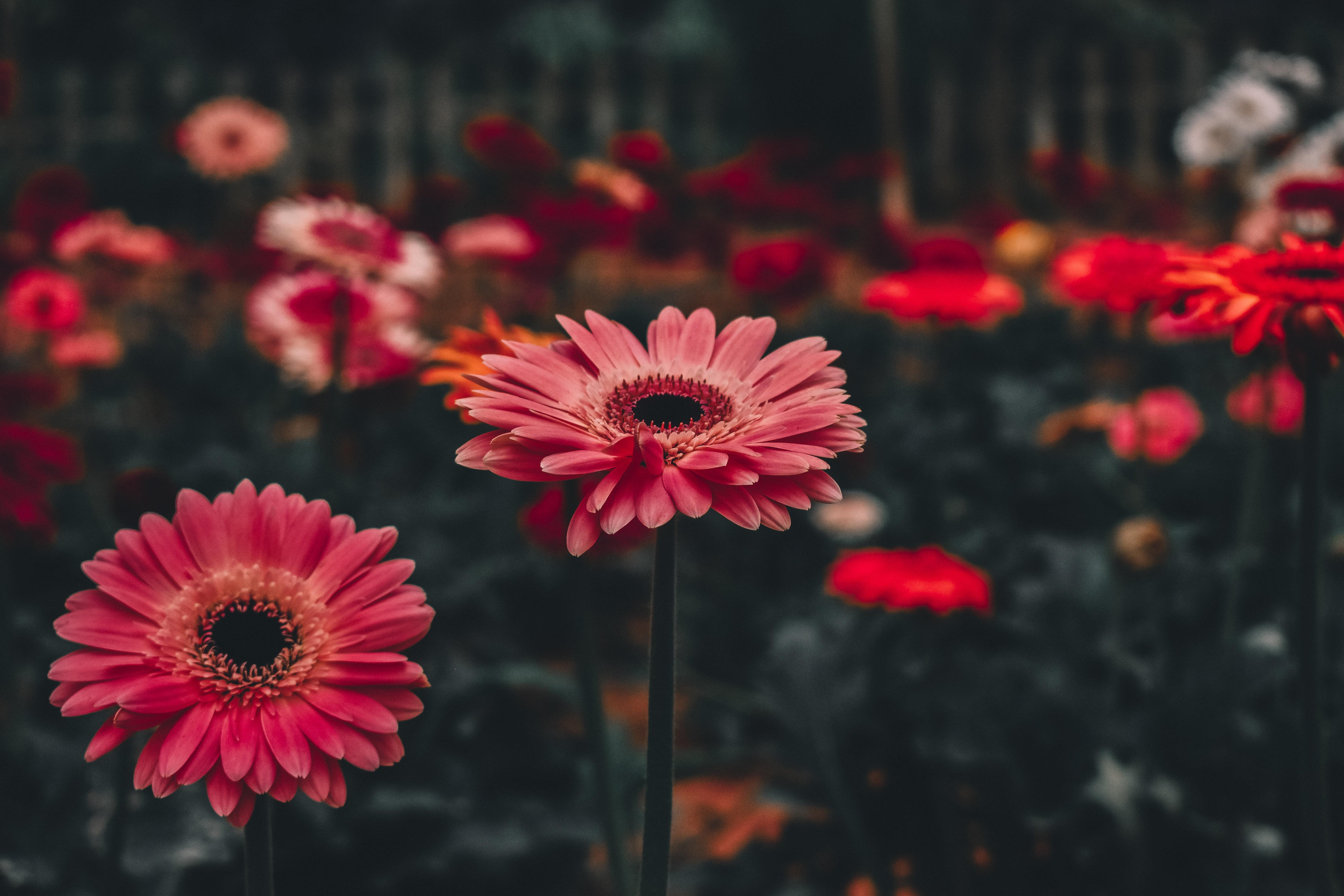 Gerbera Flowers Wallpapers Wallpaper Cave