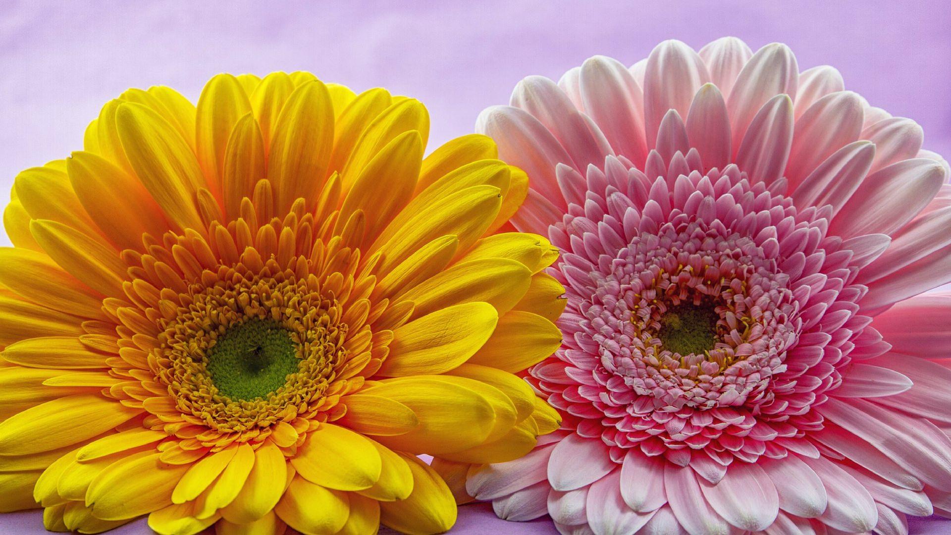 Gerbera Flowers Wallpapers Wallpaper Cave