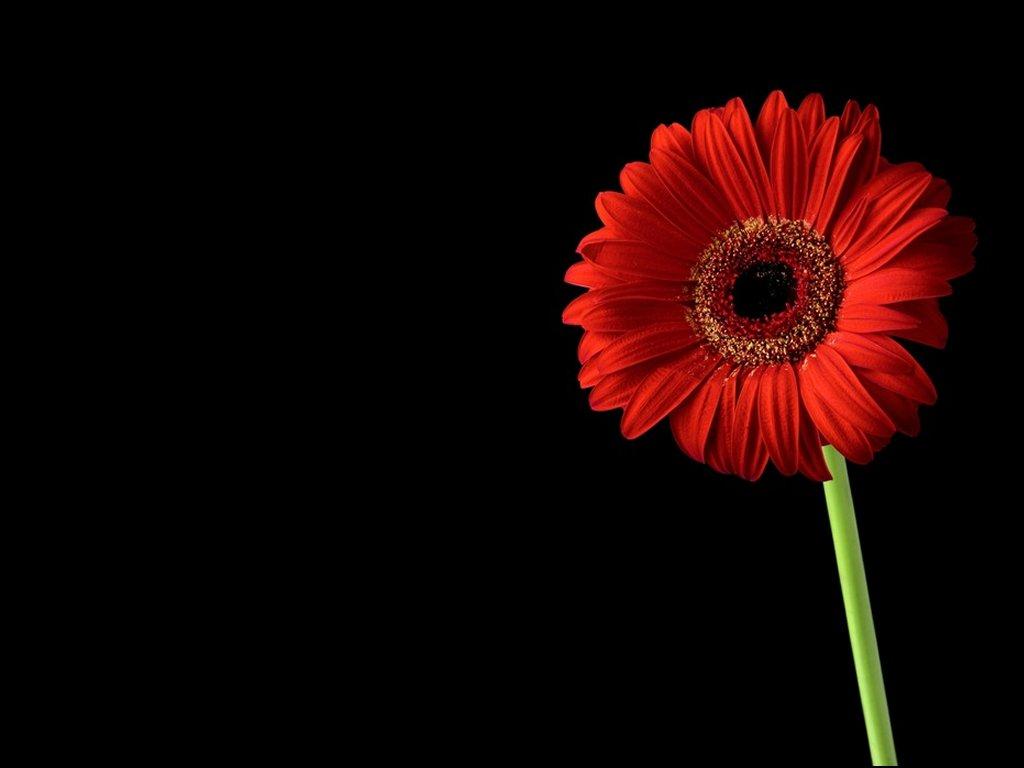 Gerbera Flowers Wallpapers Wallpaper Cave