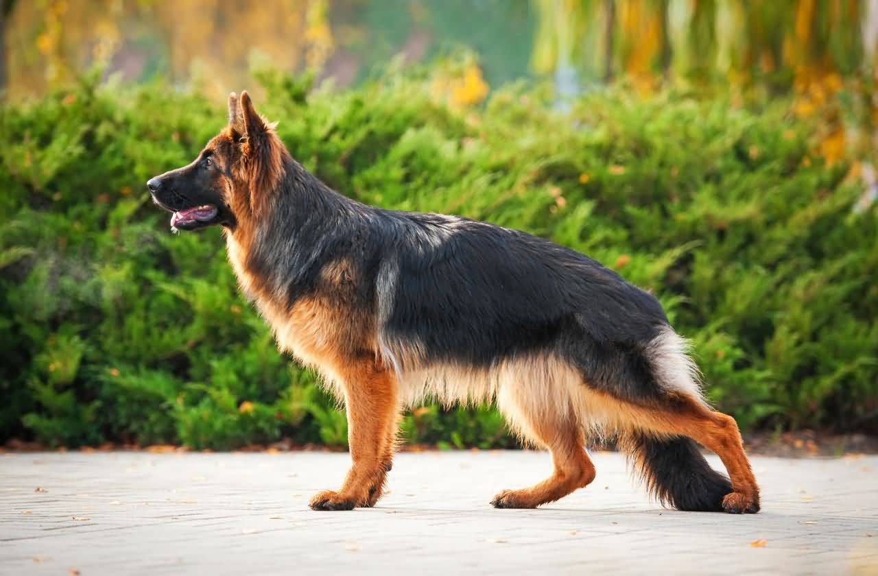 German Shepherd Dog Wallpapers Wallpaper Cave