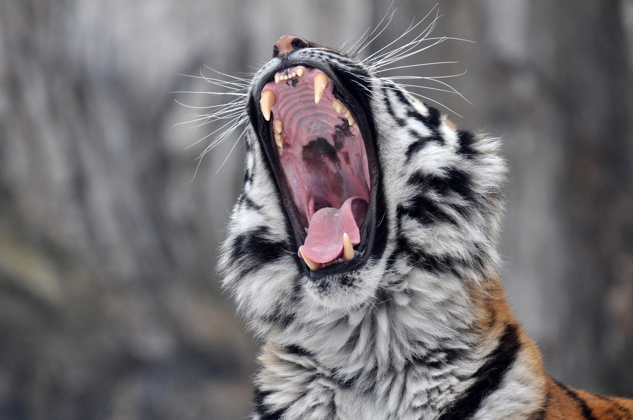 Tiger Roaring Wallpapers Wallpaper Cave