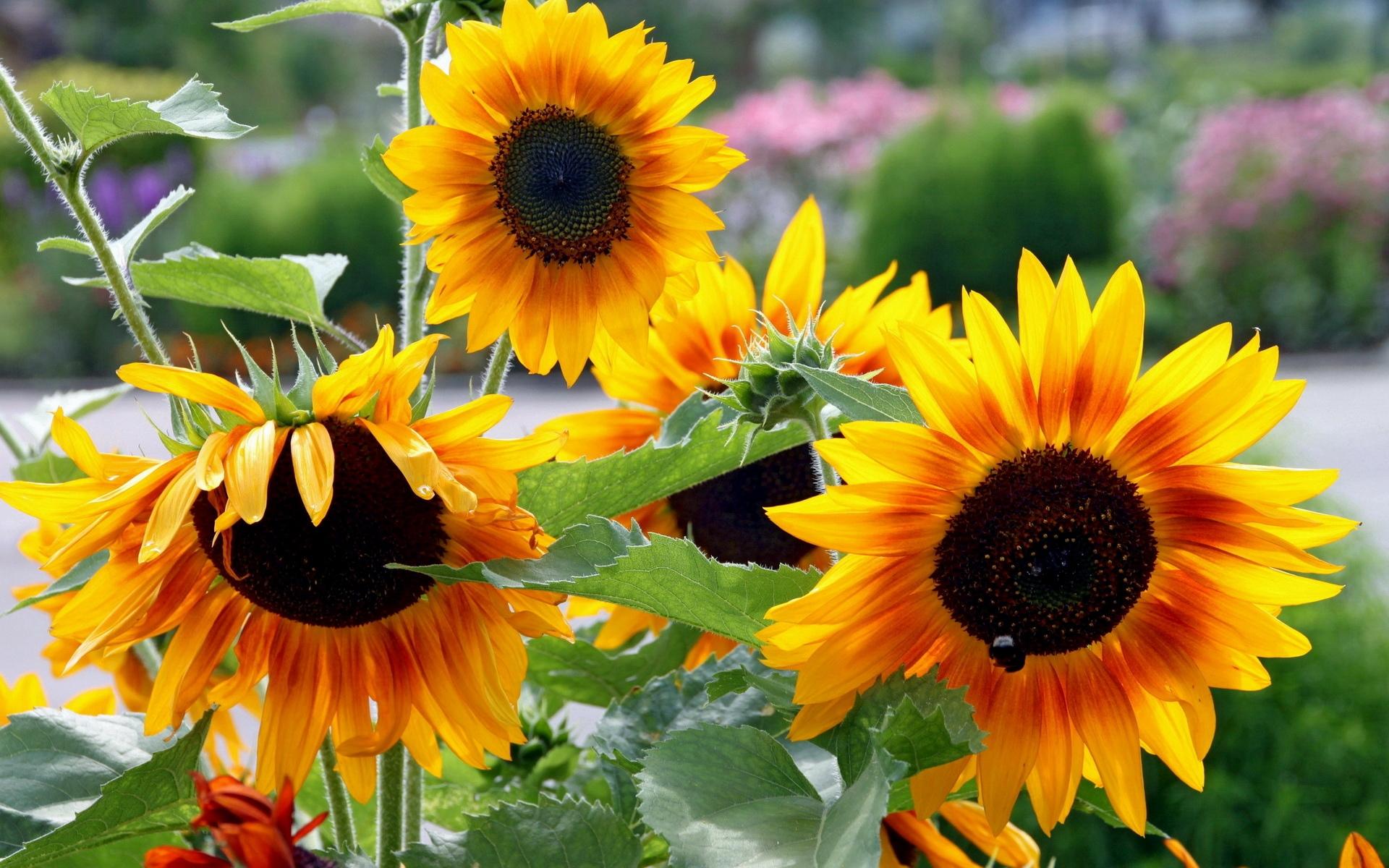 Sunflower Garden Wallpapers Wallpaper Cave