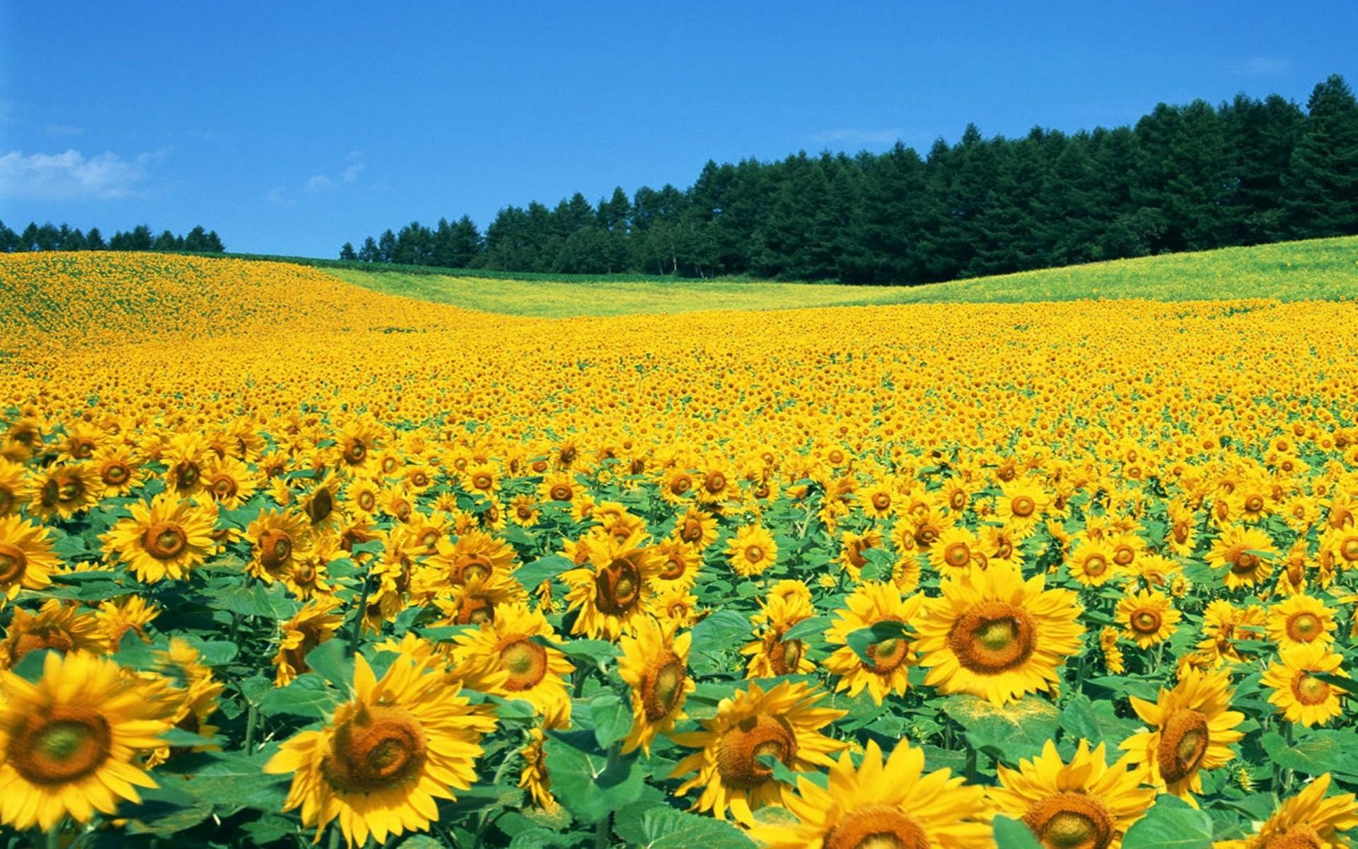 Sunflower Garden Wallpapers Wallpaper Cave