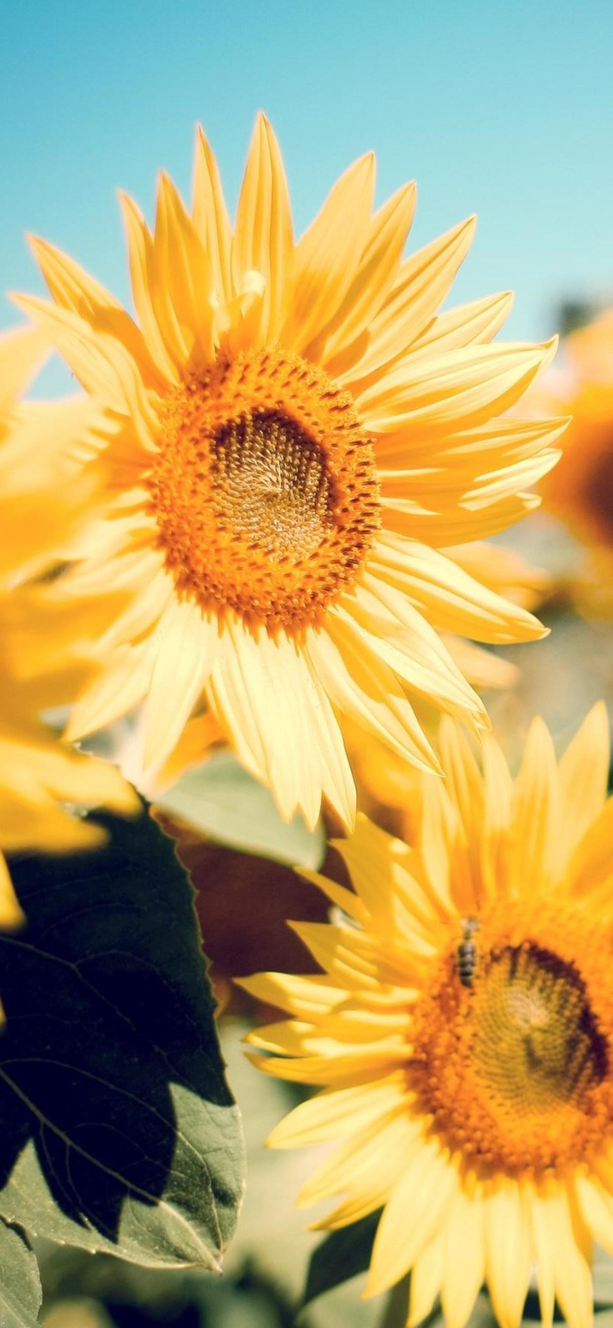 Sunflower Garden Wallpapers Wallpaper Cave