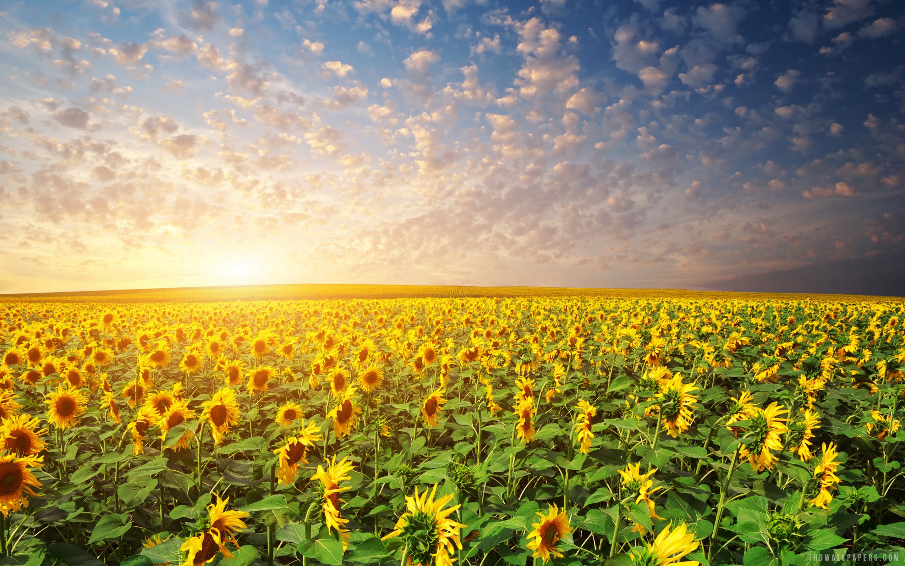 Sunflower Garden Wallpapers Wallpaper Cave