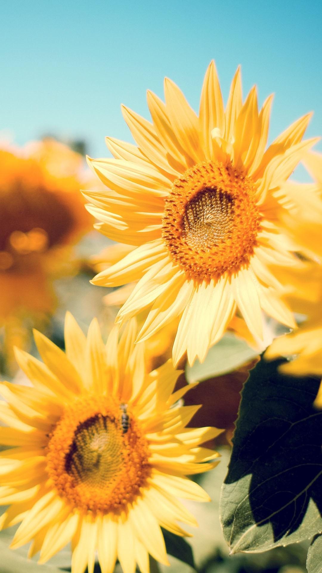 Sunflower Garden Wallpapers Wallpaper Cave