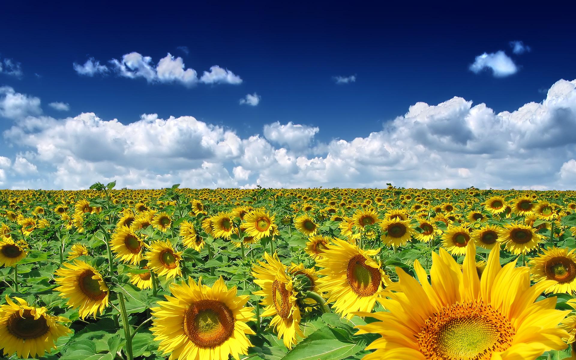 Sunflower Garden Wallpapers Wallpaper Cave