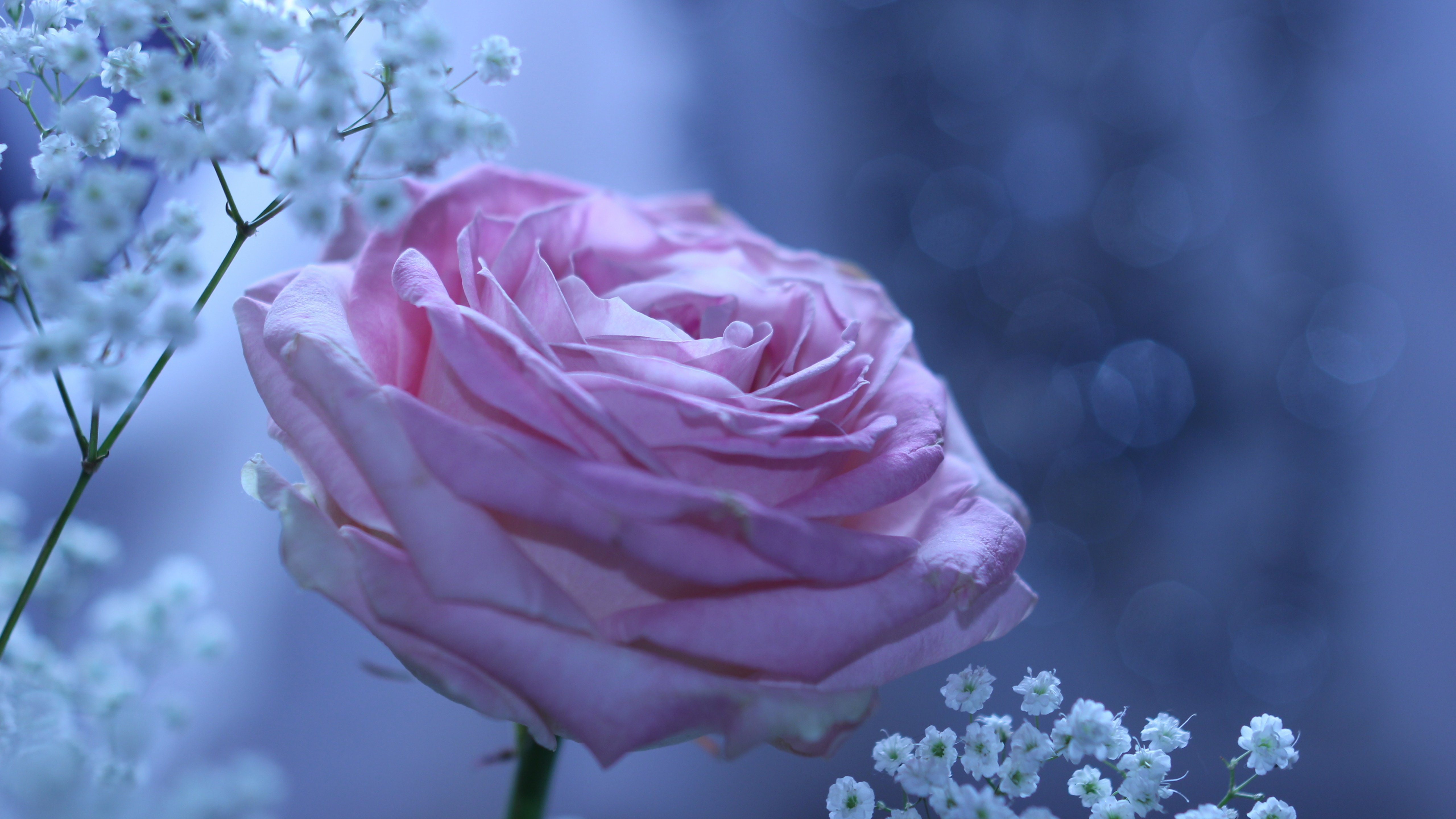 Night Rose Wallpapers Wallpaper Cave