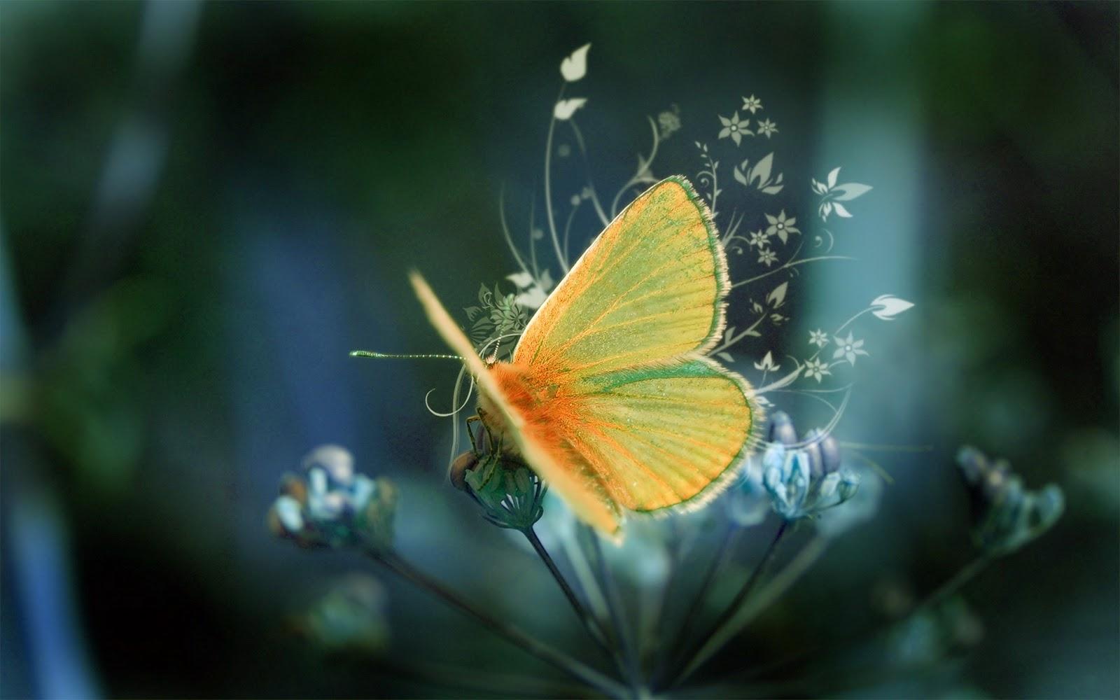 Butterfly Kisses Wallpapers Wallpaper Cave