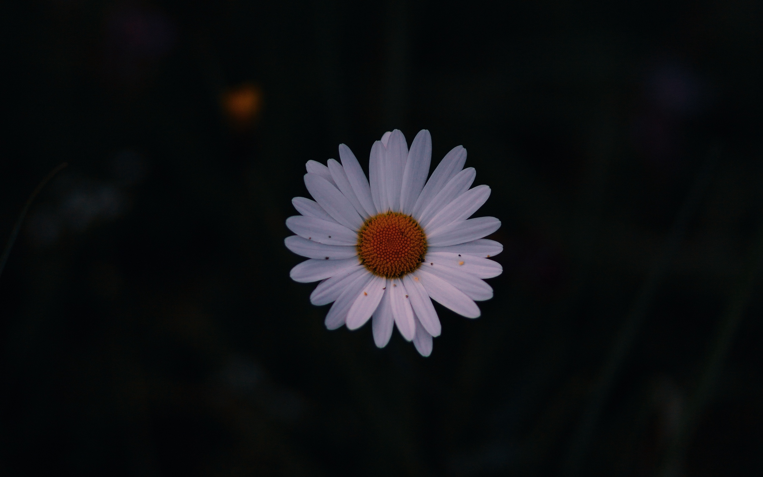 Daisy Aesthetic Wallpapers Wallpaper Cave