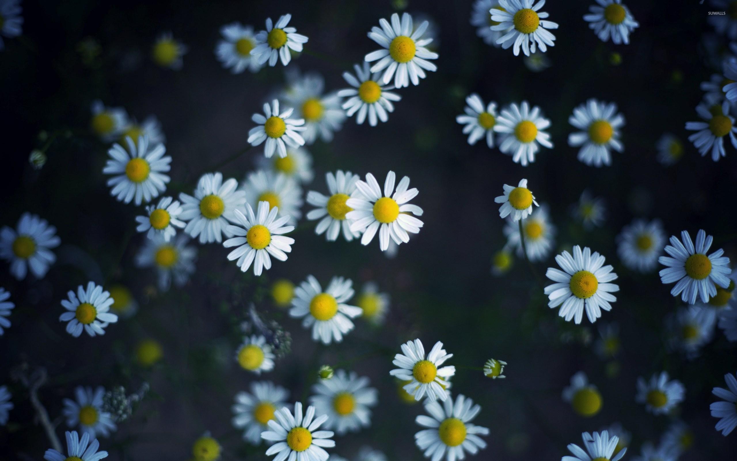 Daisy And Bug Wallpapers Wallpaper Cave