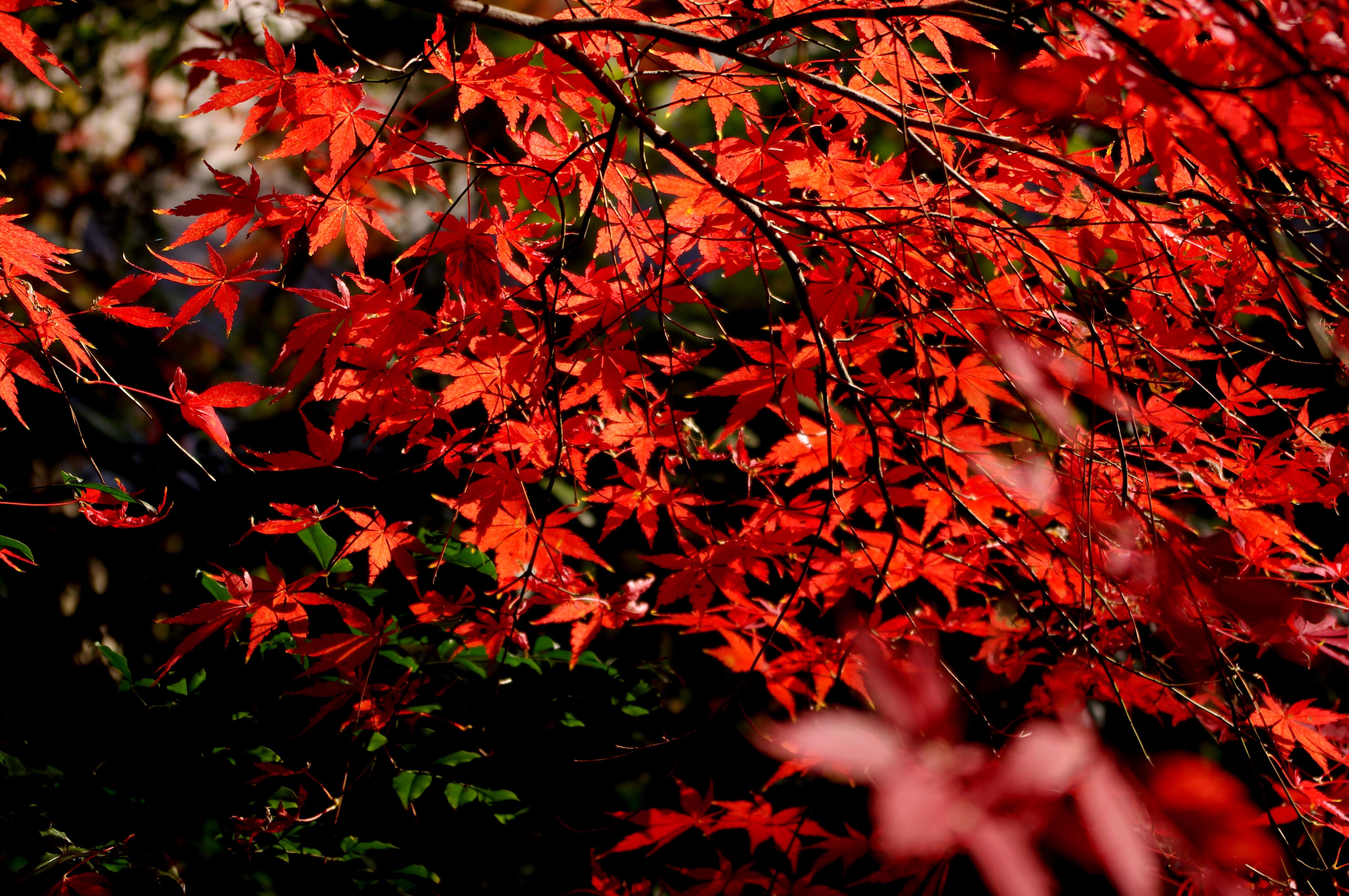 Red Leaf Fall Wallpapers Wallpaper Cave