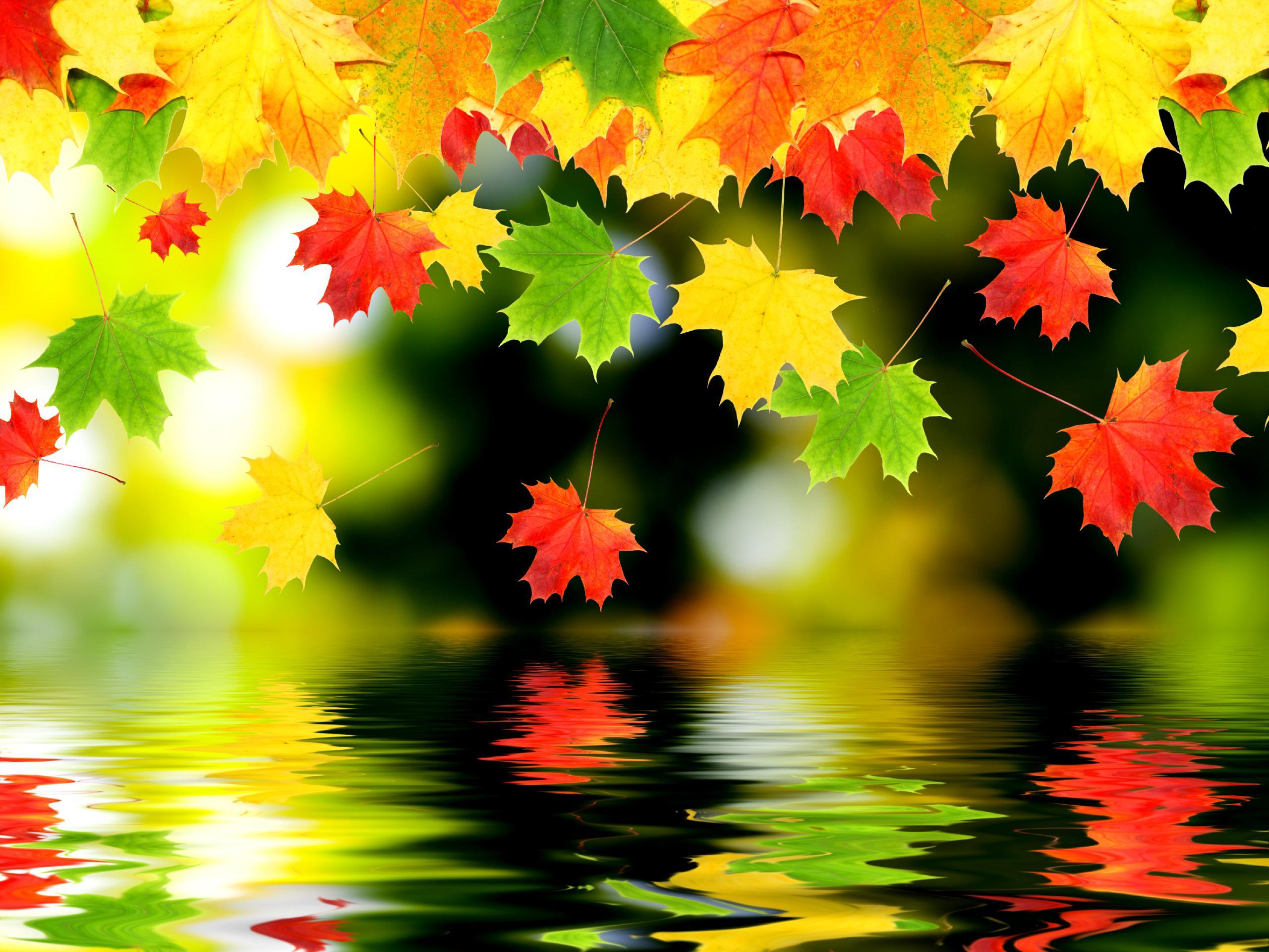 Autumn Leaf Falling Wallpapers Wallpaper Cave