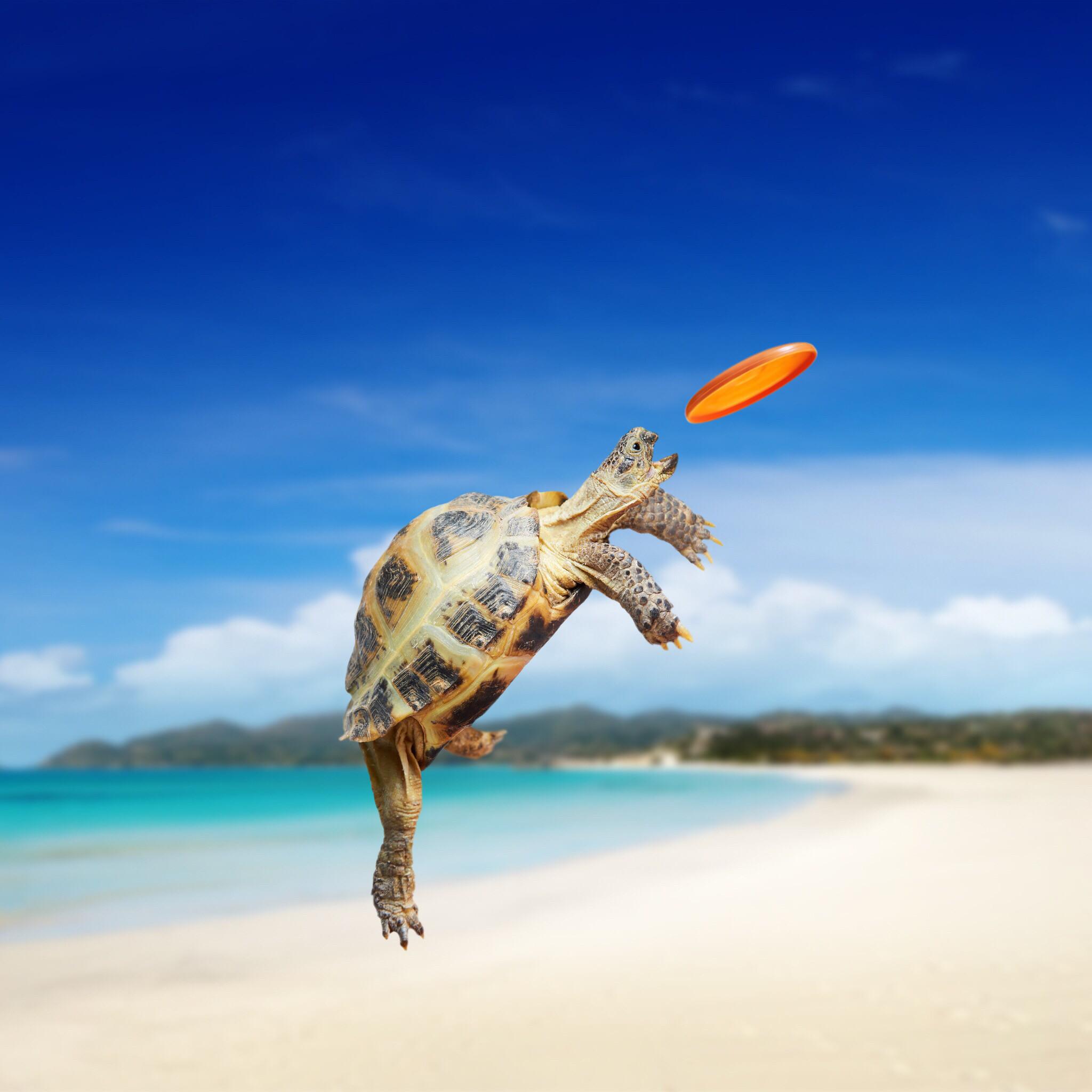 Baby Sea Turtle Wallpapers Wallpaper Cave