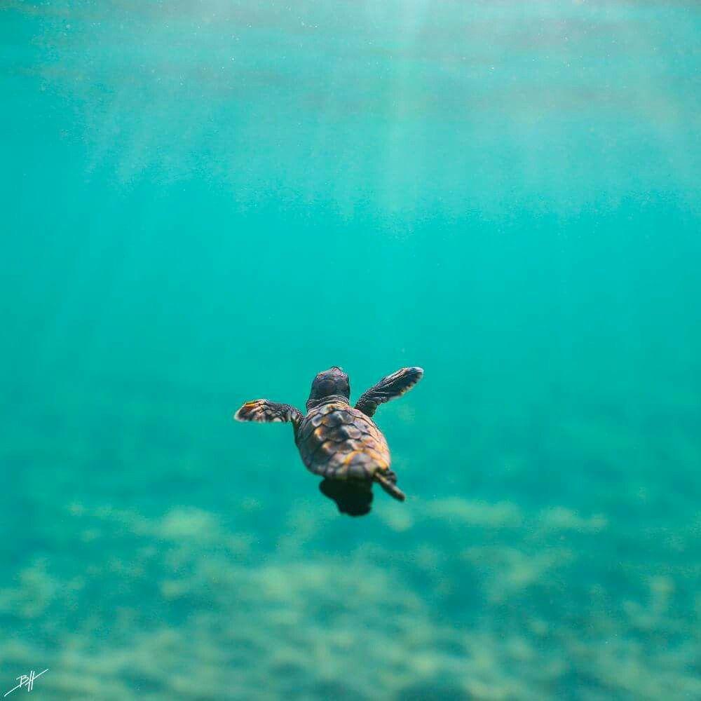 Baby Sea Turtle Wallpapers Wallpaper Cave