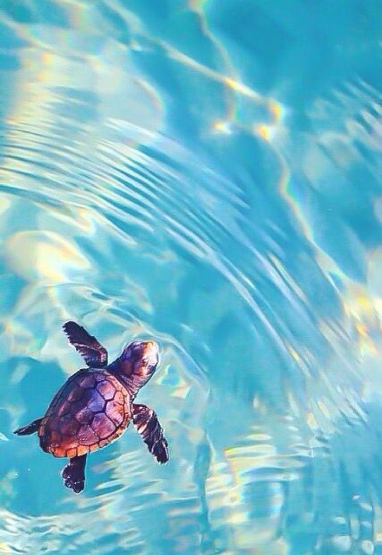 Baby Sea Turtle Wallpapers Wallpaper Cave