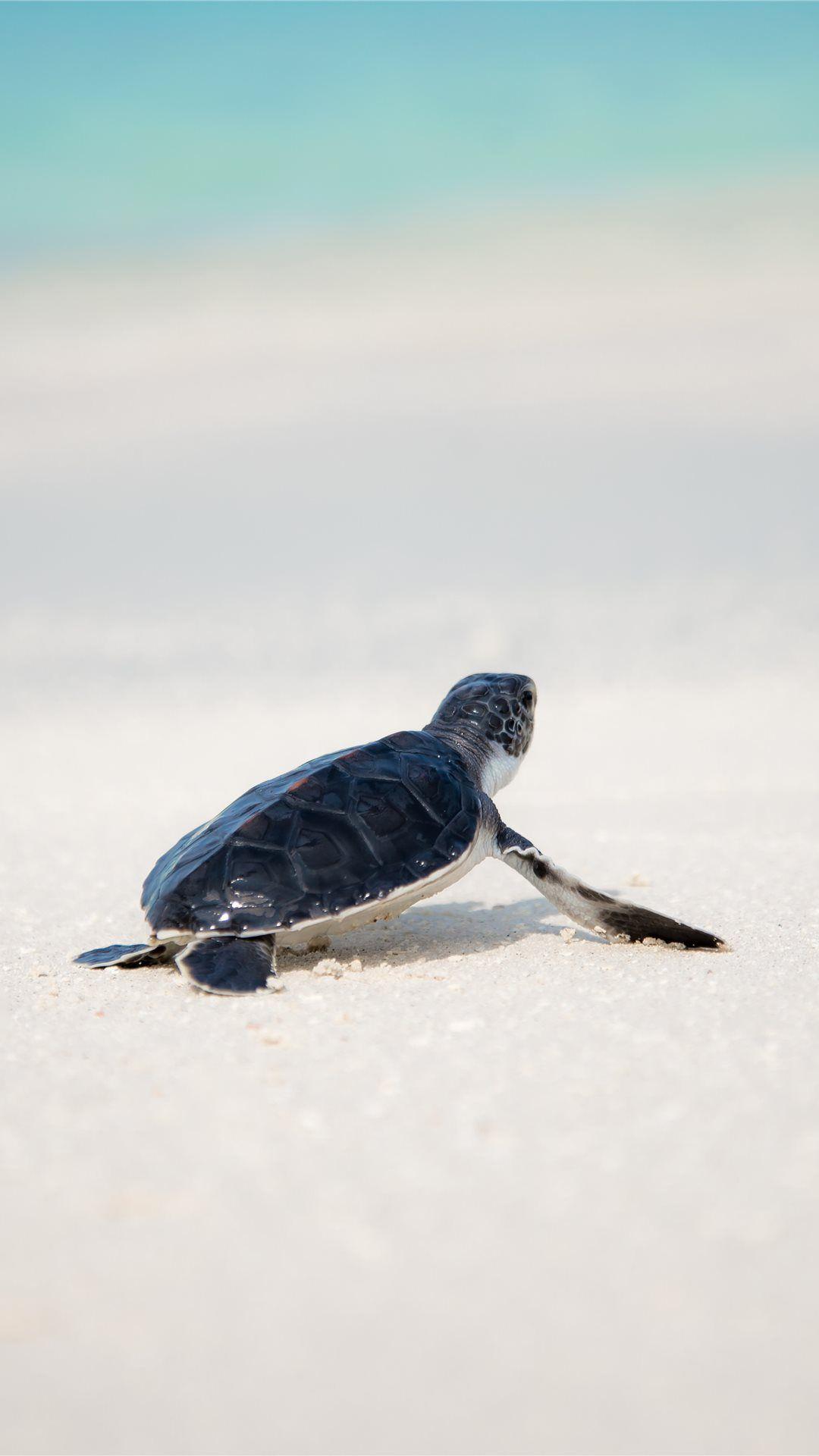 Baby Sea Turtle Wallpapers Wallpaper Cave