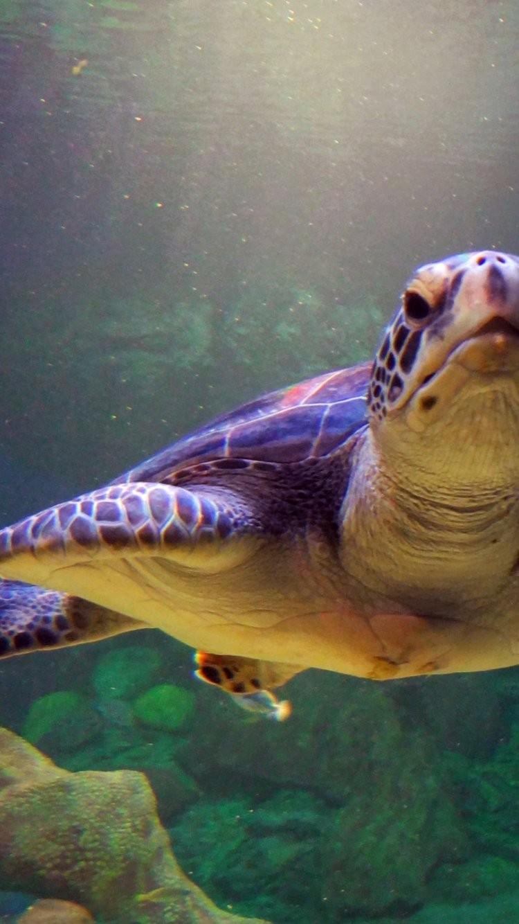 Baby Sea Turtle Wallpapers Wallpaper Cave