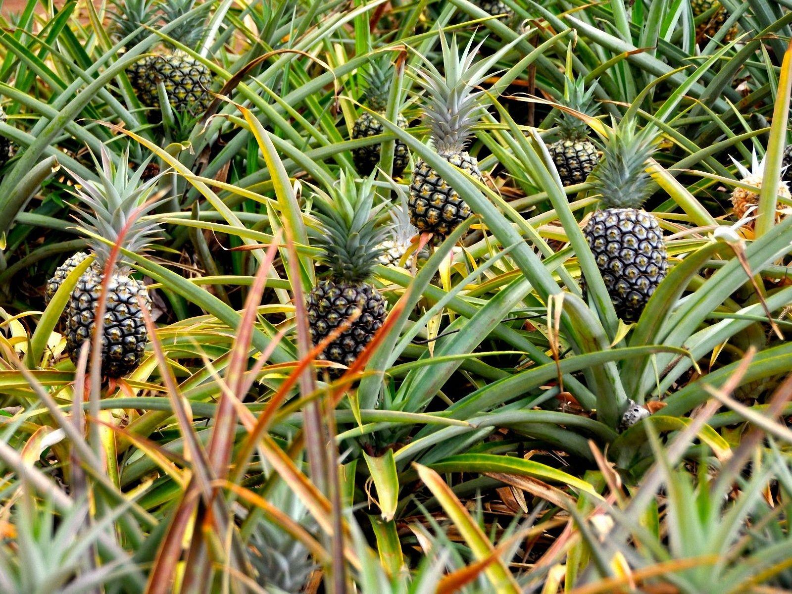 Pineapples HD Wallpapers Wallpaper Cave