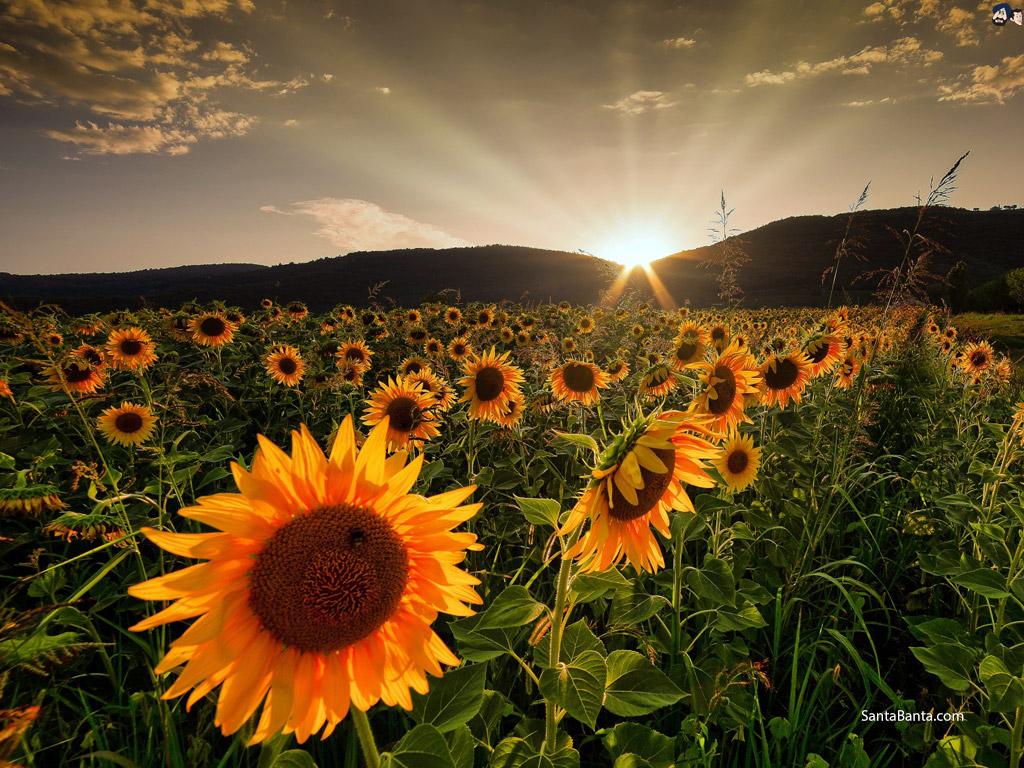Rising Sun And Sunflowers Wallpapers Wallpaper Cave
