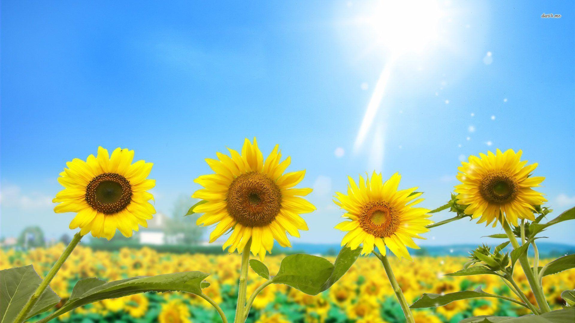 Rising Sun And Sunflowers Wallpapers Wallpaper Cave