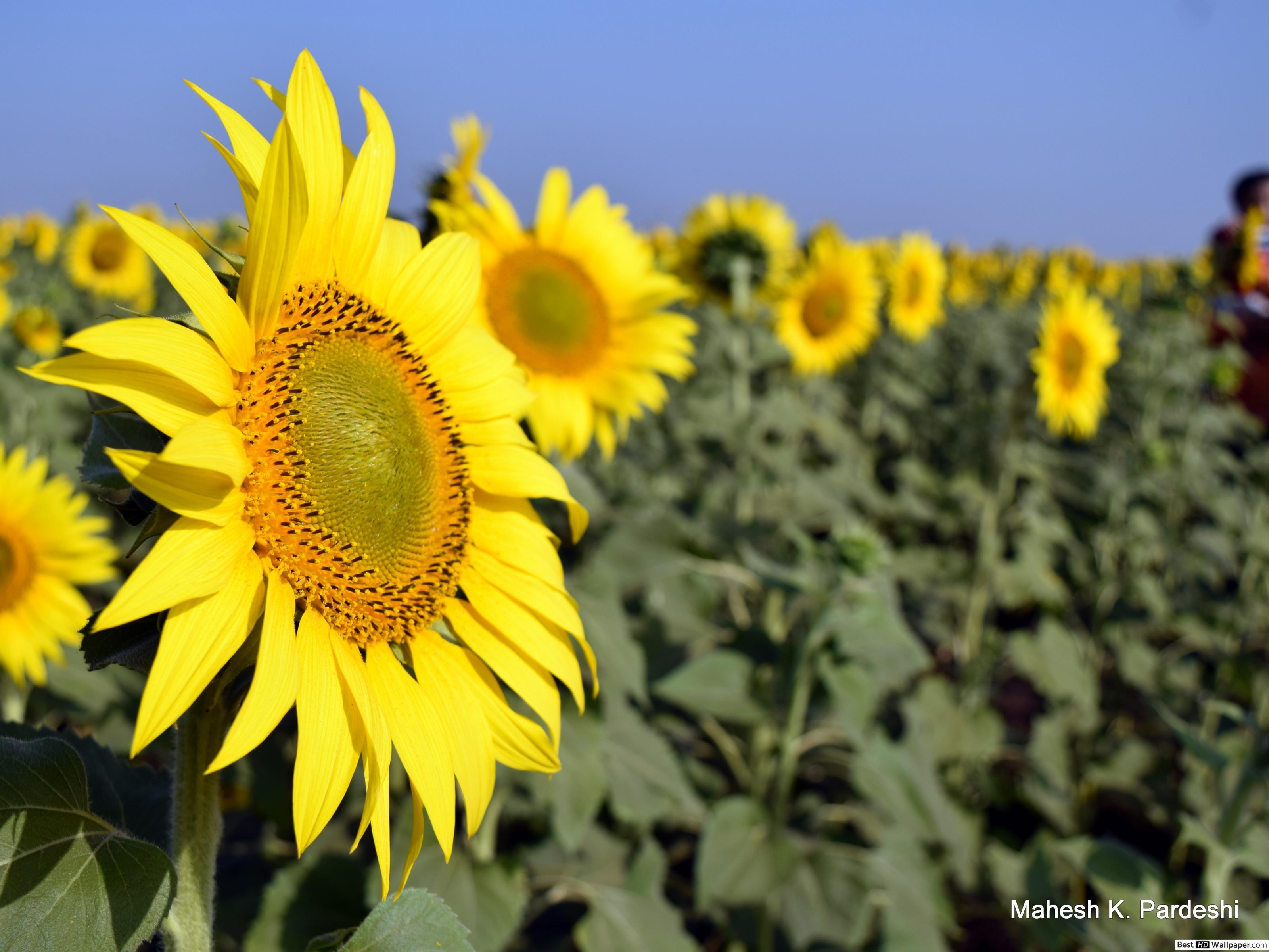 Rising Sun And Sunflowers Wallpapers Wallpaper Cave