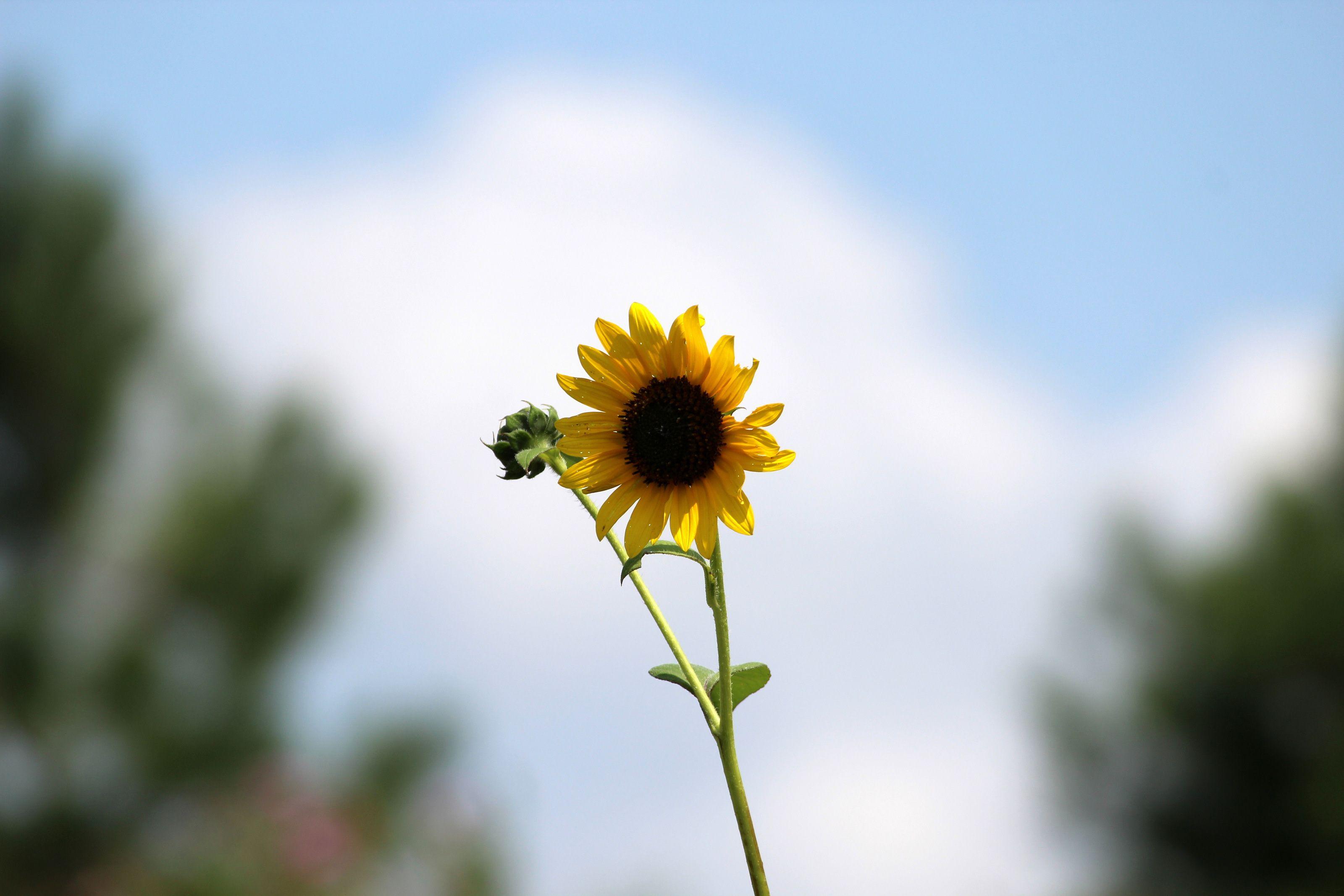 Rising Sun And Sunflowers Wallpapers Wallpaper Cave