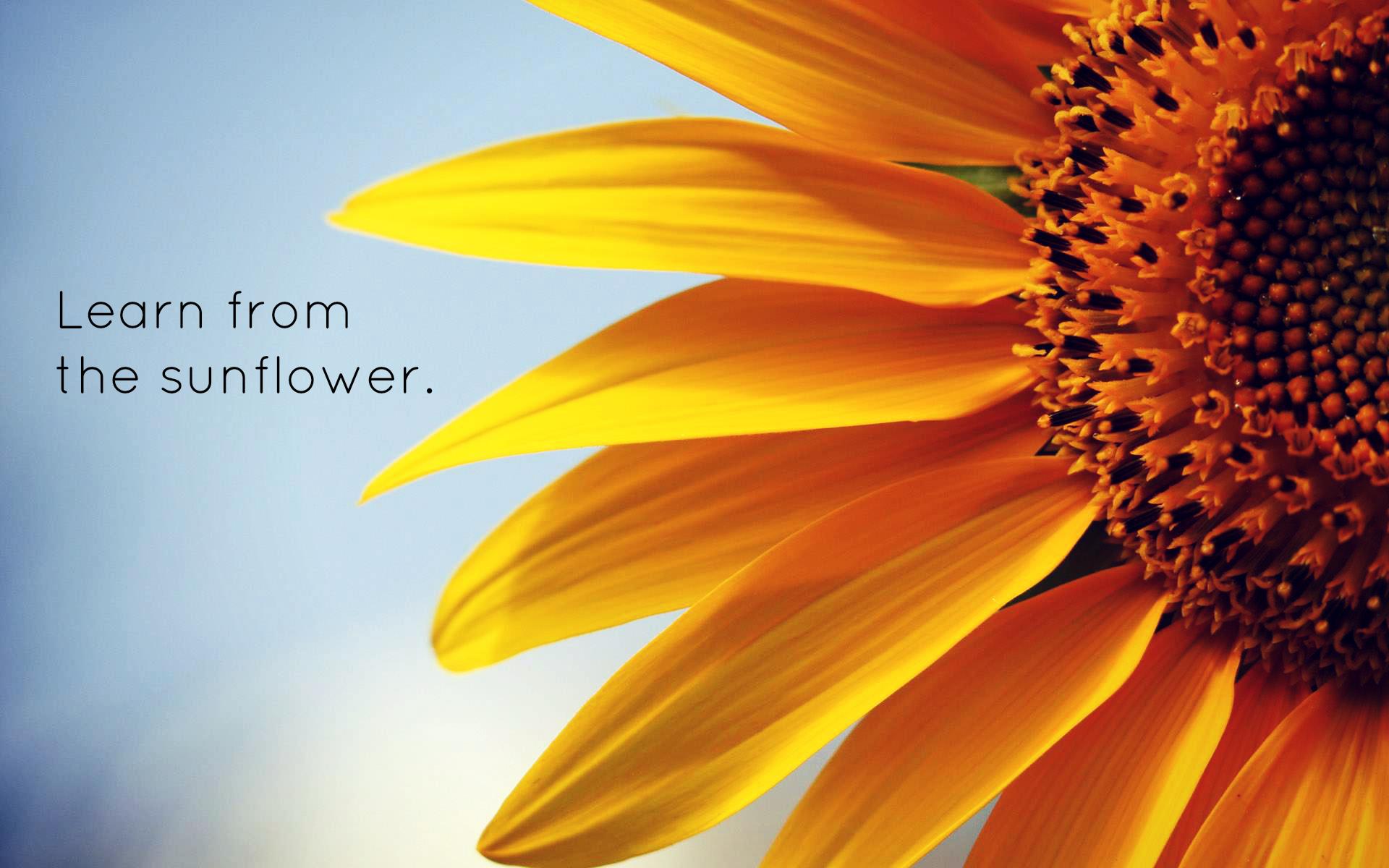 Rising Sun And Sunflowers Wallpapers Wallpaper Cave