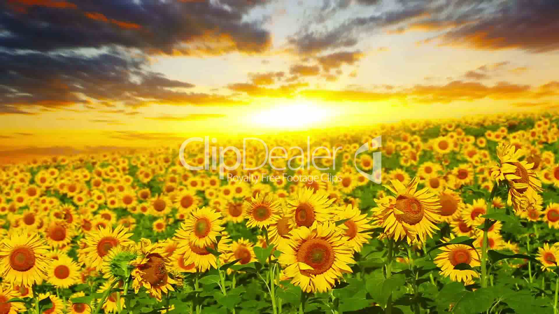 Rising Sun And Sunflowers Wallpapers Wallpaper Cave