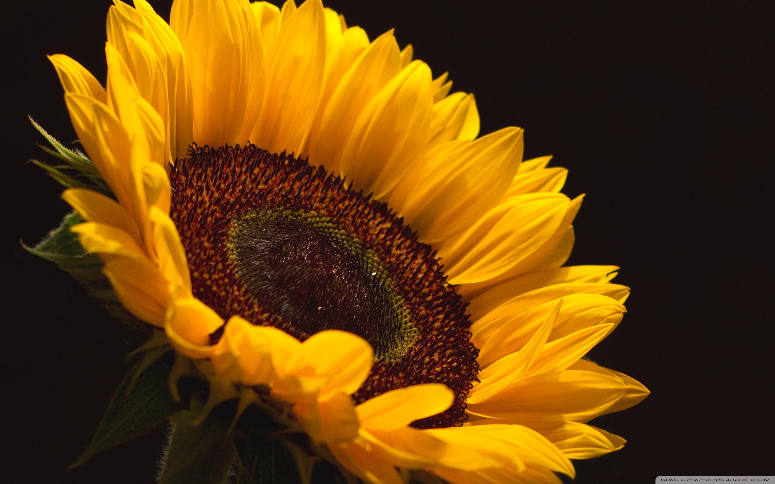 Rising Sun And Sunflowers Wallpapers Wallpaper Cave