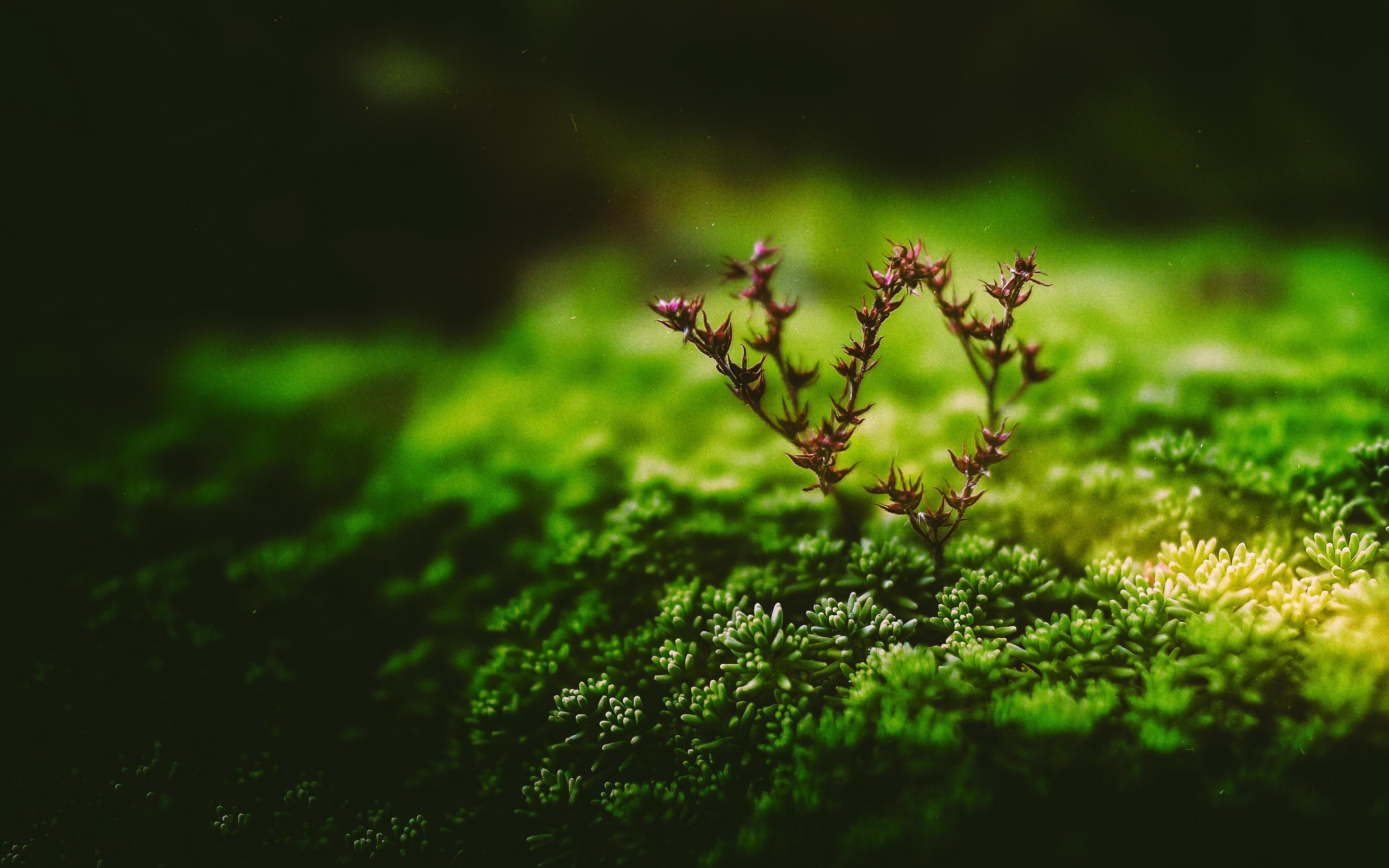 PC 4k Macro Wallpapers Wallpaper Cave