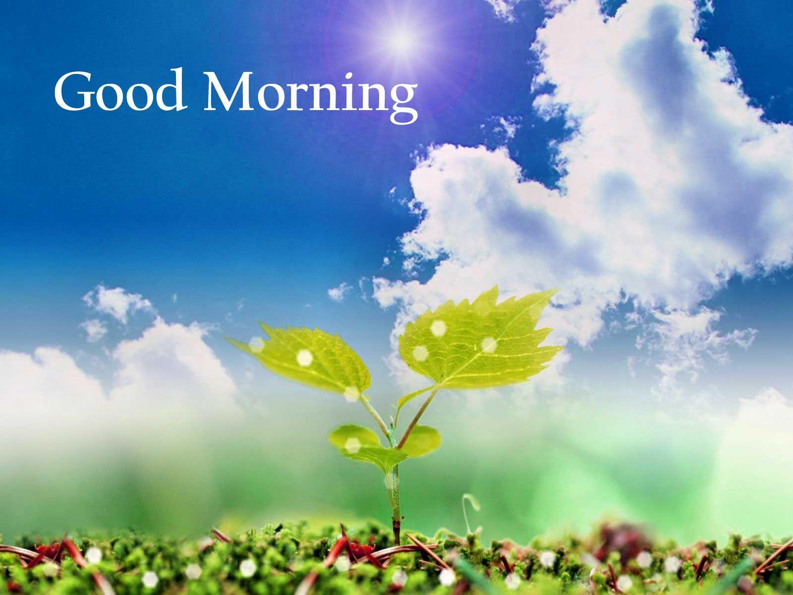 Top 155+ High quality good morning hd wallpaper 1080p