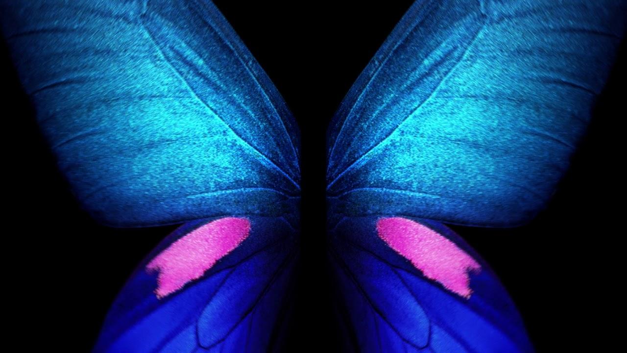 Live Butterfly Wallpapers Wallpaper Cave