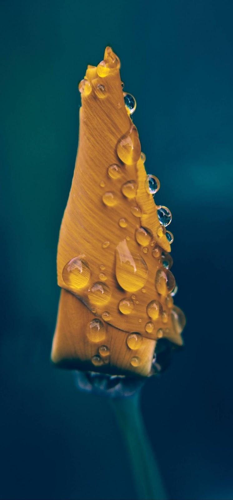 Huawei P30 Lite Wallpapers Wallpaper Cave