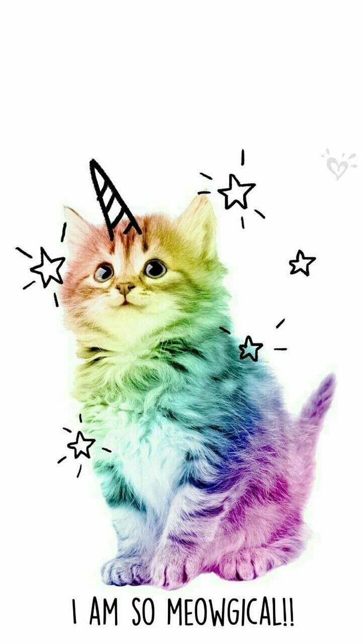 Cat Unicorn Wallpapers Wallpaper Cave