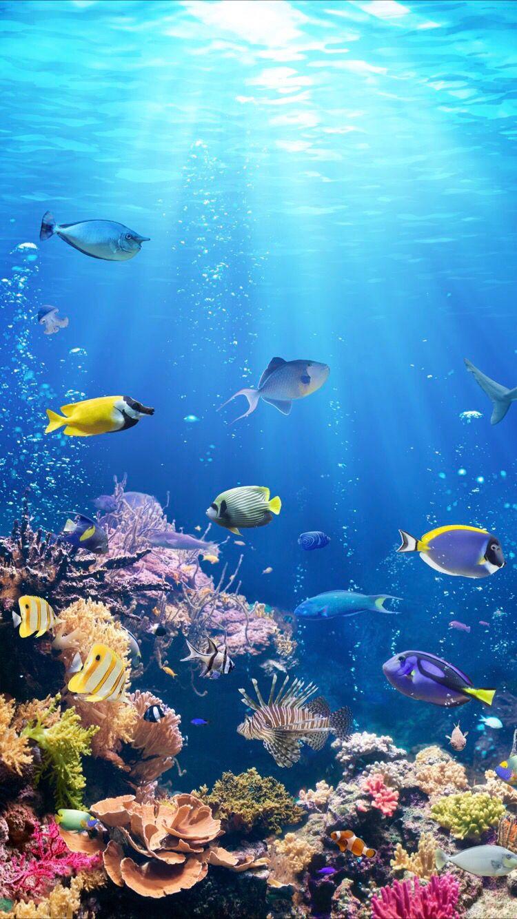 Life Underwater Wallpapers Wallpaper Cave